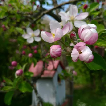 Διαμέρισμα Und Gaestezimmer Peter Busch Bernkastel-Kues