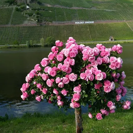 Und Gaestezimmer Peter Busch * Bernkastel-Kues