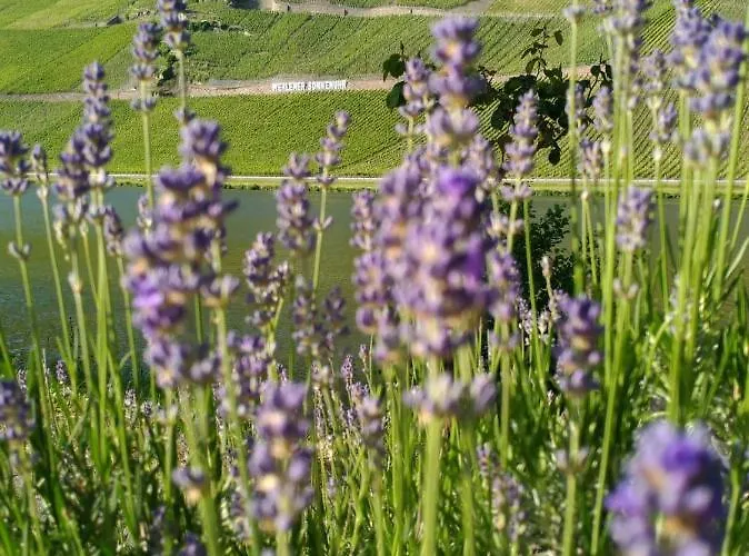 アパート Und Gaestezimmer Peter Busch ベルンカステル・クース