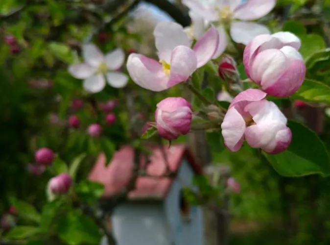 アパート Und Gaestezimmer Peter Busch ベルンカステル・クース