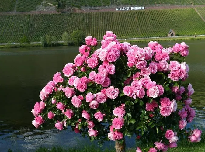 Und Gaestezimmer Peter Busch * ベルンカステル・クース